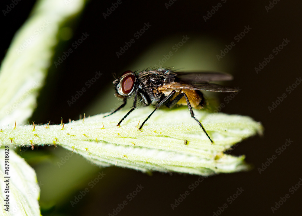 Fototapeta premium Fly on a green leaf in the open air