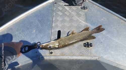 Caught Pike on the boat