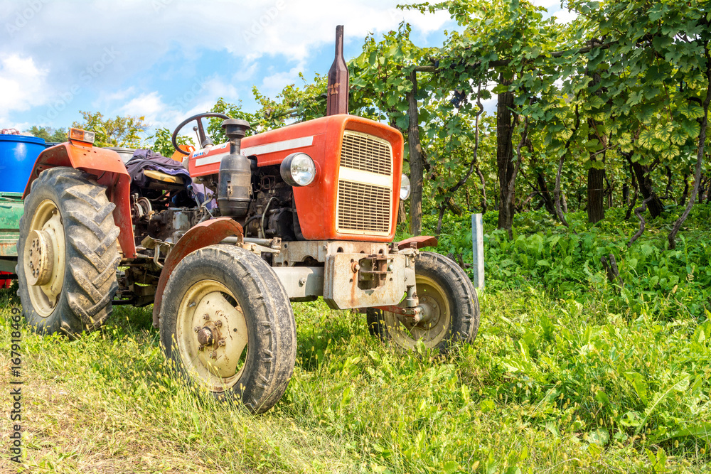 The harvesting of wine grapes with old red tractor The harvesting of wine grapes with old red tractor