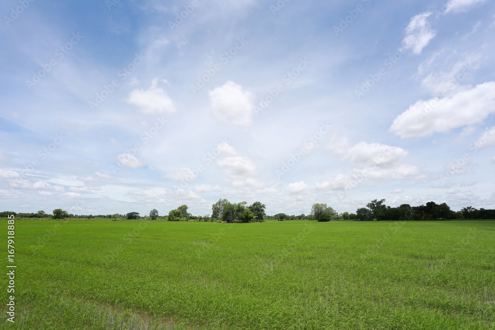 Green Paddy fields and blue sky. Green Paddy fields and blue sky.