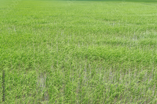 Green Paddy fields.
