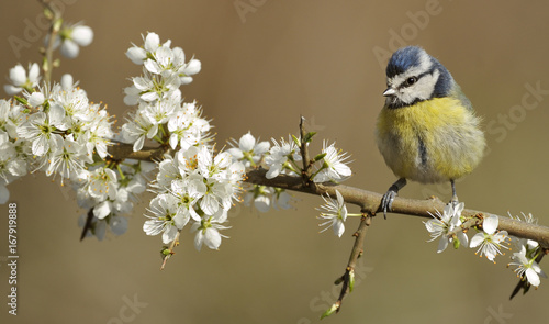 Blue Tit (Parus caeruleus) perched on blossoming twig. Wales, UK, April.