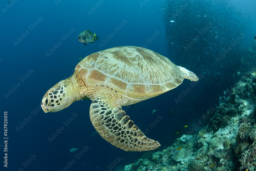 Green sea turtle swimming underwater Green sea turtle swimming underwater