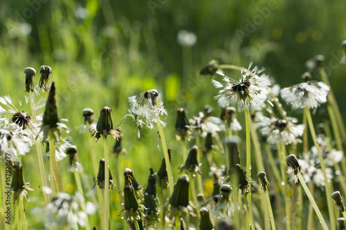 Fototapeta Naklejka Na Ścianę i Meble -  Seeds of dandelion after rain.