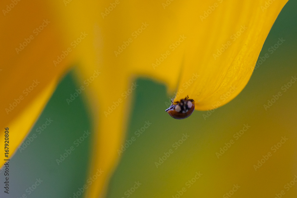 Naklejka premium Ladybug on sunflower