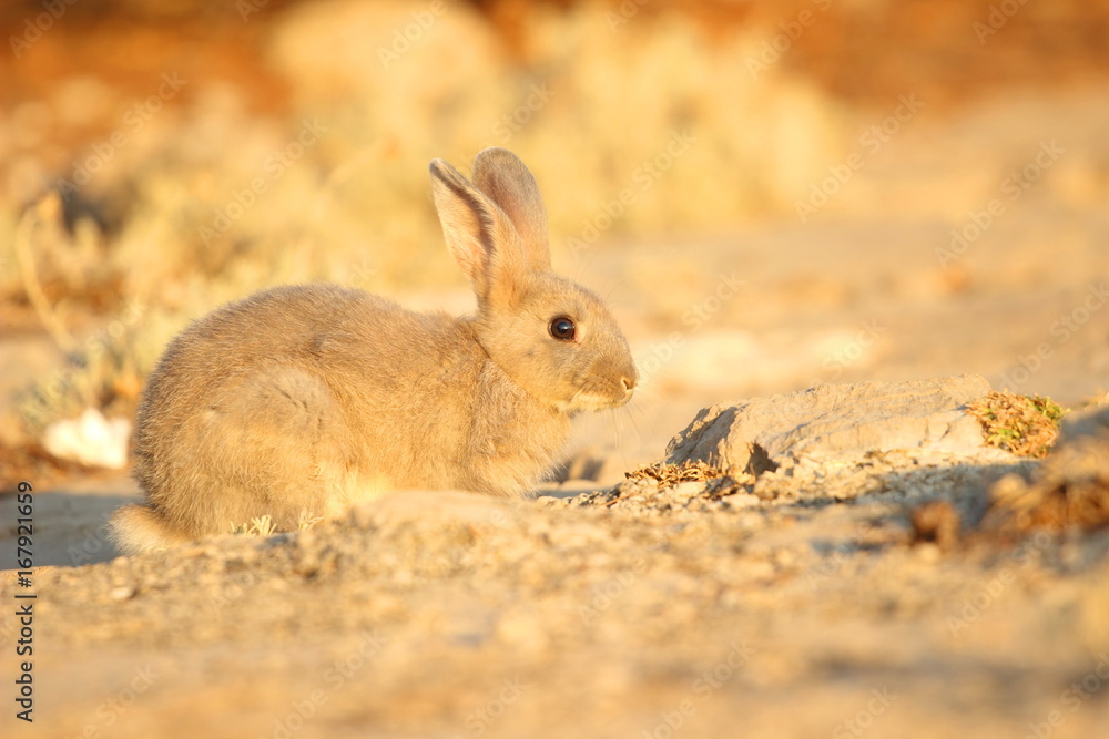 Rabbit Rabbit