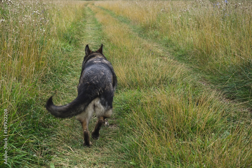 German Shepherd Dog in the nature - forest. Slovakia German Shepherd Dog in the nature - forest. Slovakia