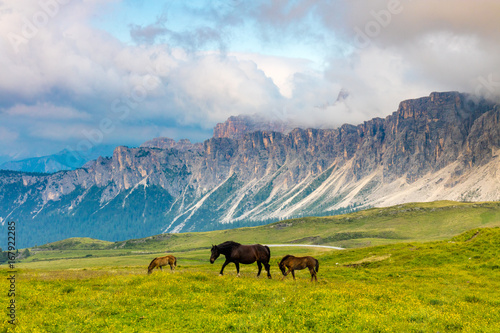Three horses grazing the yellow meadow in the mountains
