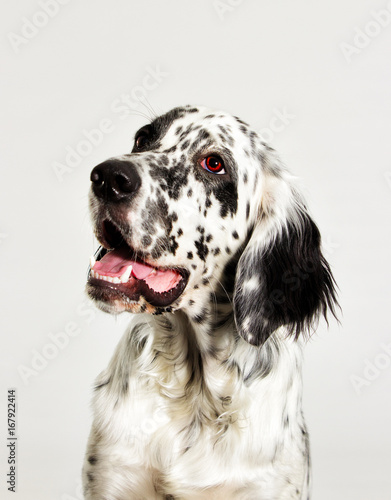 Portrait of a dog looking