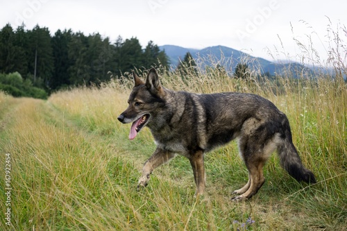 German Shepherd Dog in the nature - forest. Slovakia