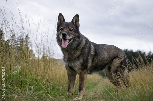 German Shepherd Dog in the nature - forest. Slovakia © Valeria