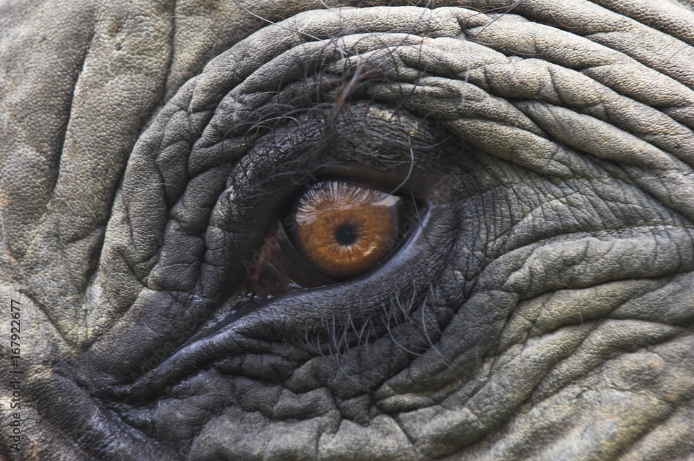 Close up of Indian elephant Eye Close up of Indian elephant Eye