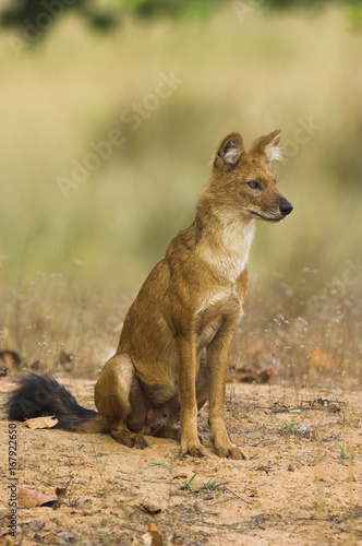 Indian Wild Dog / Dhole (Cuon alpinus) sitting. Bandhavgarh National Park, Madhya Pradesh, India. photo