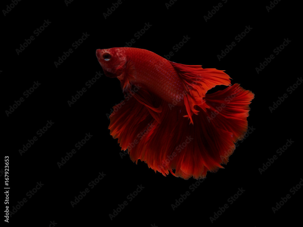 red Thai fighting fish red Thai fighting fish