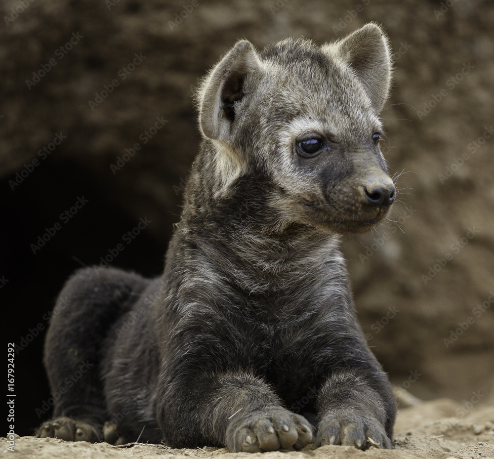 Hyena cub Hyena cub