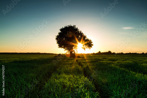 Lonely tree in a field at sunset