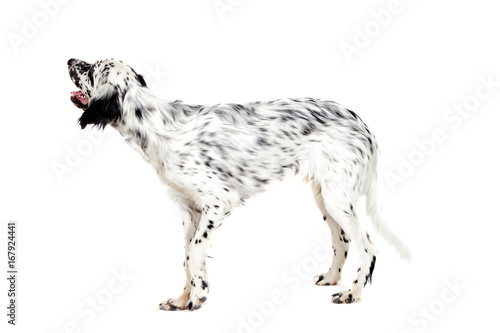 Obraz na plátne english setter dog