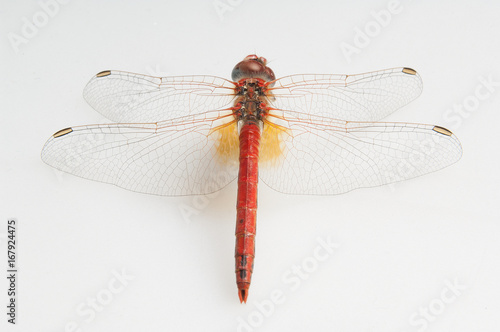 Red dragon fly