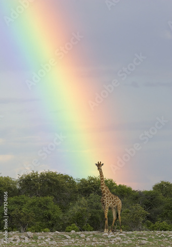 Giraffe (Giraffa camelopardalis) at end of rainbow. Etosha National Park, Namibia.