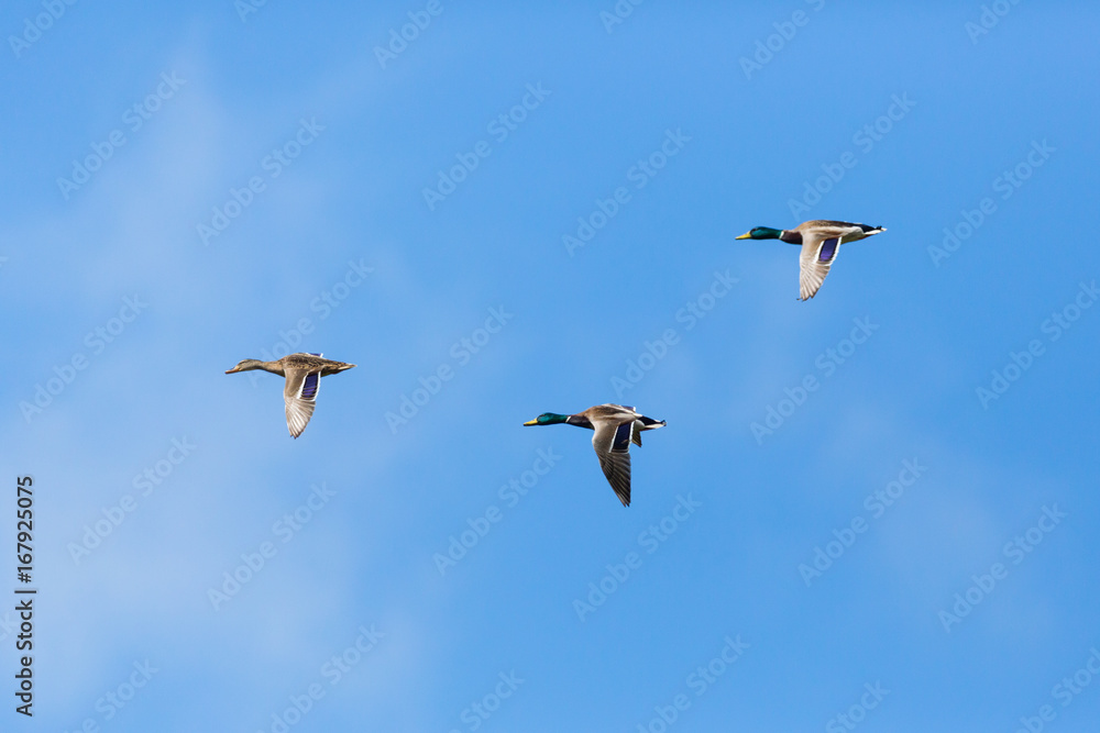 three mallard ducks (anas platyrhynchos) flying, clouds, blue sky three mallard ducks (anas platyrhynchos) flying, clouds, blue sky