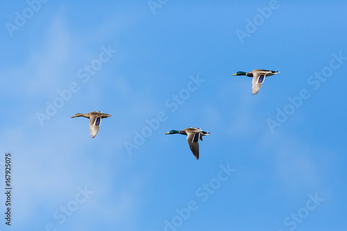 three mallard ducks  anas platyrhynchos  flying  clouds  blue sky