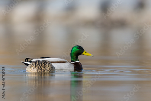 pair of mallard ducks (anas platyrhynchos) swimming