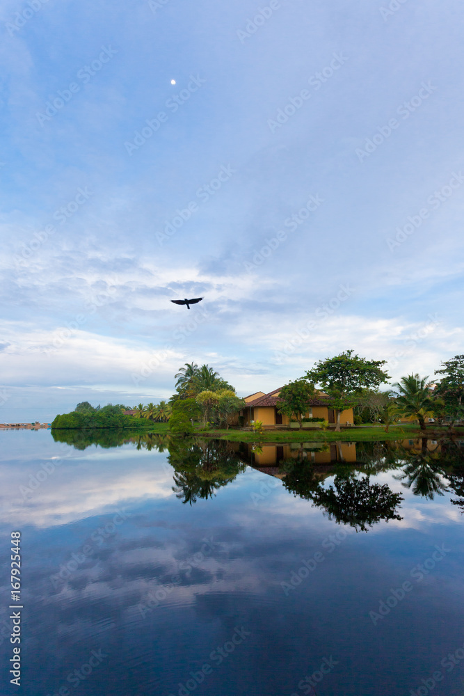 Obraz premium Flying bird, Lake Marawila, Sri Lanka, Asia