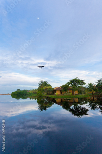 Flying bird, Lake Marawila, Sri Lanka, Asia photo