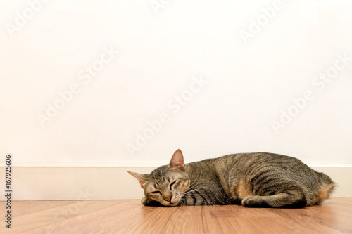 Cat sleeping on wooden floor with white blank space wall. adorable cat rest close eyes at Home.