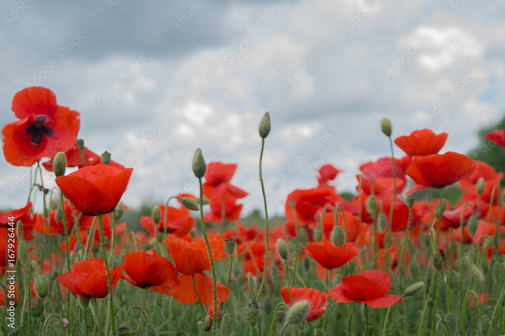 Naklejka premium Bright red poppies grow on the field under the blue cloudy sky