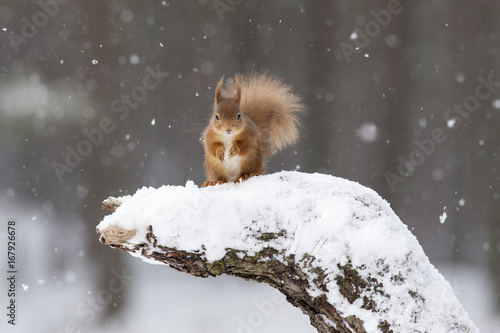 Red Squirrel (Sciurus vulgaris) on snow-covered stump. Scotland, UK, February.