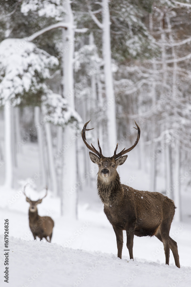 Deer stags 92 collection clearance