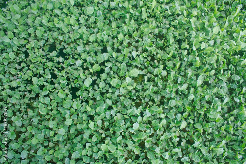 Green baby kale in hydroponic field,Thailand. Green baby kale in hydroponic field,Thailand.