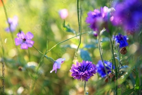 Beautiful meadow field with wild flowers. Spring Wildflowers closeup. Health care concept. Rural field. Alternative medicine. Environment photo