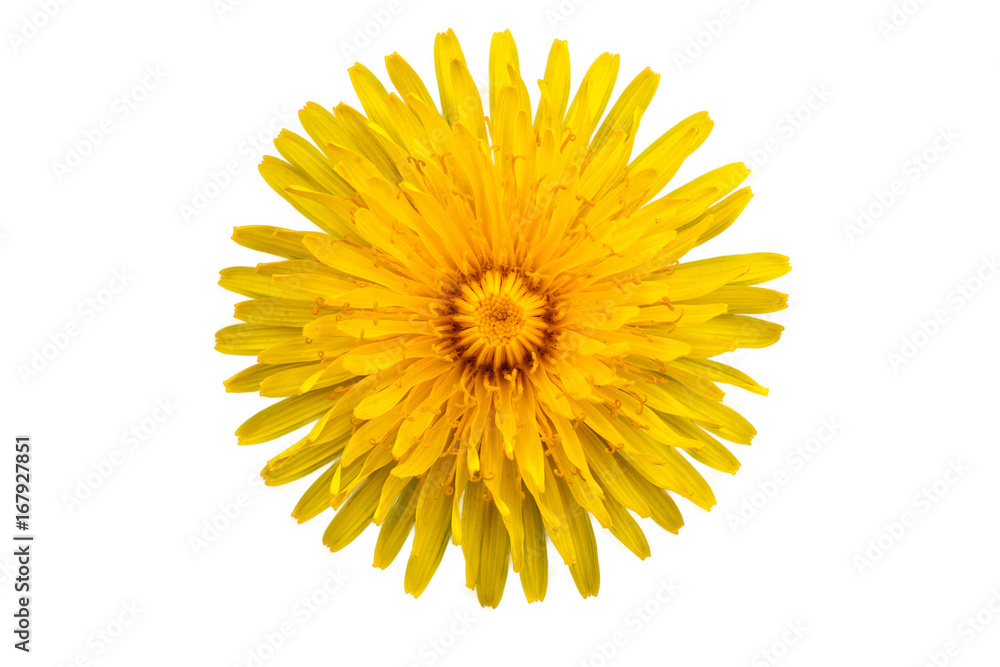 Fototapeta premium Jeden żółty kwiat mniszka lekarskiego na białym tle ze ścieżką przycinającą. Zbliżenie. Fotografia studyjna.