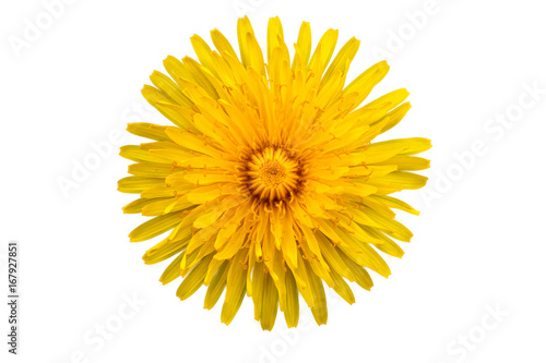 One yellow flower of dandelion on white background with clipping path. Close-up. Studio photography.