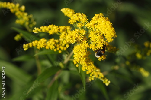 Gelbe Blume Kanadische Goldrute © detailfoto