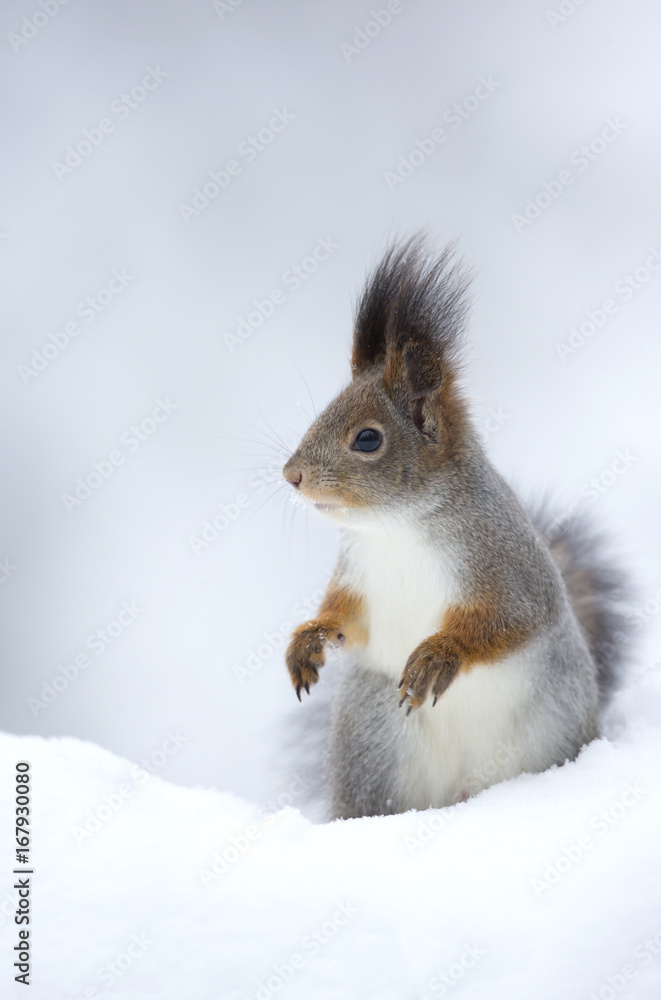 Red Squirrel (Sciurus vulgaris) in snow. Finland. February . Red Squirrel (Sciurus vulgaris) in snow. Finland. February .