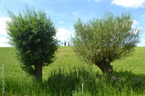 tussen twee wilgen lopen twee wandelaars op de oude dijk tussen Overijssel en de Noordoostpolder