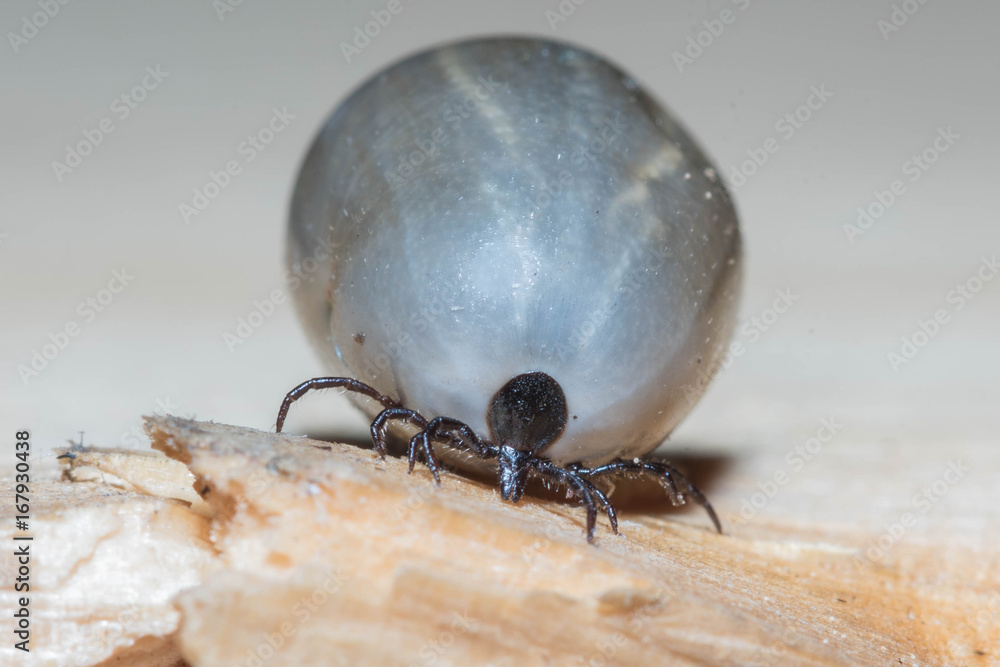 harvest bug, full of blood, encephalitis harvest bug, full of blood, encephalitis