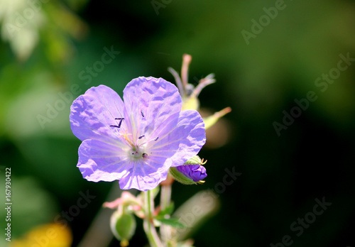 violette Blüte des Wiesenstorchschnabel