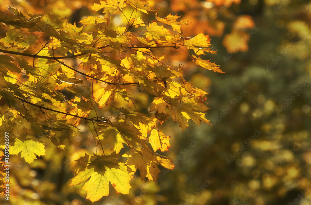 Fototapeta premium Maple branch with yellow leaves in autumn sunlight