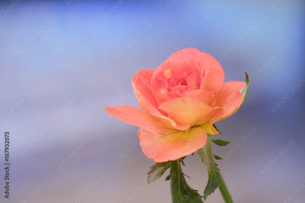 Rose / View of orange rose in the garden. Soft focus. Rose / View of orange rose in the garden. Soft focus.