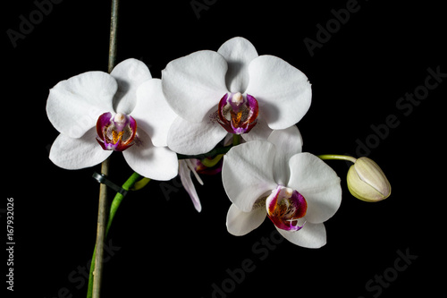 Orchid with large white flowers isolated on a black background.