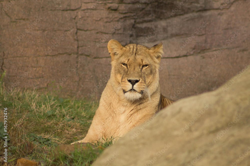 Obraz premium Lioness