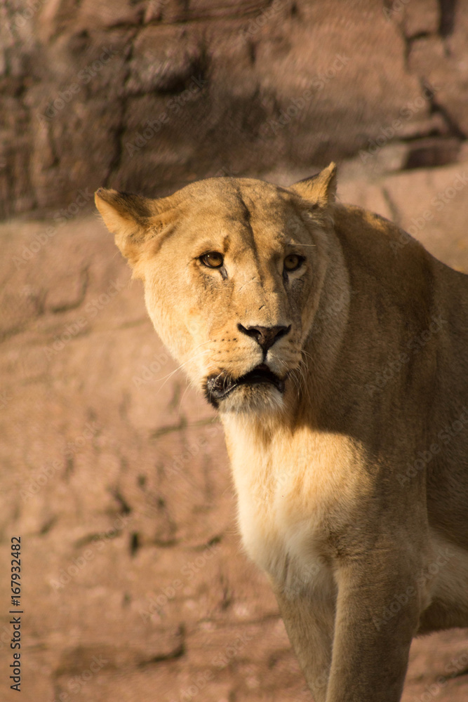 Naklejka premium Lioness