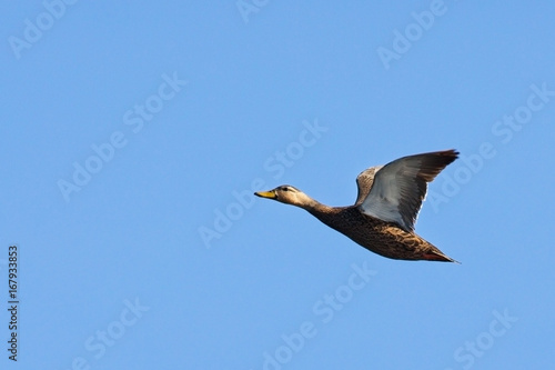 mallard_duck_flying_single