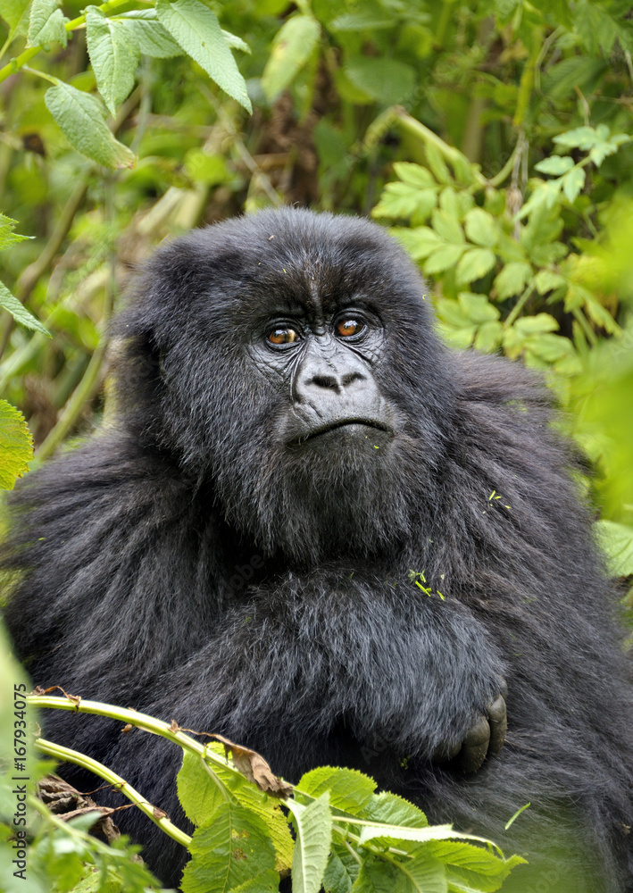 Mountain Gorilla (Gorilla beringei beringei) young male Virunga Volcanoes, Rwanda. Mountain Gorilla (Gorilla beringei beringei) young male Virunga Volcanoes, Rwanda.