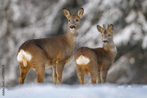 Wallpaper Mural View of roe deer standing in snow Torontodigital.ca