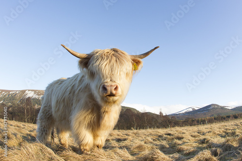 Highland cow standing on grassy field against clear sky photo